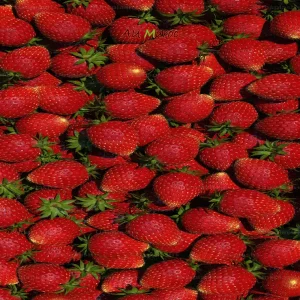 fraise du maroc