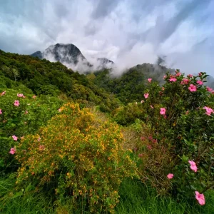 Vallée des Roses au Maroc